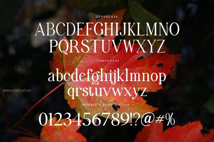 ysz-300033 Maximum-Visionary-Family-Elegant-Serif-Fontz4.jpg